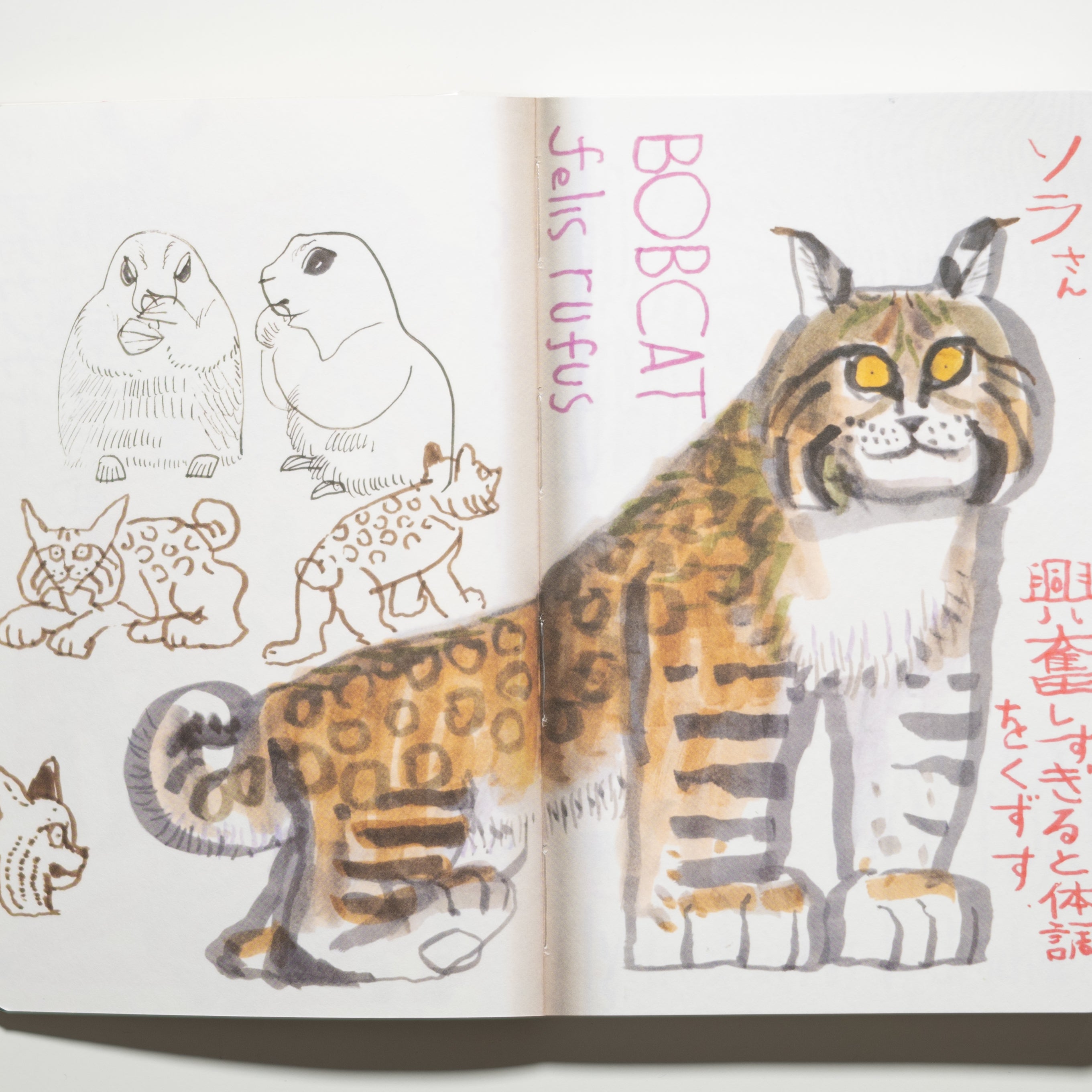 SKETCH FROM THE ZOO – Staghorn Records